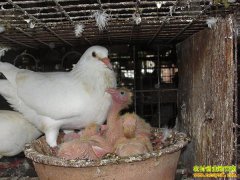 ����������׬Ǯ������г�ת�� �����ֳǰ������