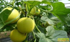 ɽ��ݷ�س������ֲ����ÿ��¸���