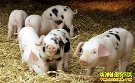 ������������ƽ���ӡ���˾����¸���ͷ��