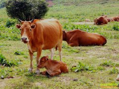 ţ�����һ·�� ������ֳ��ģ������ʱ