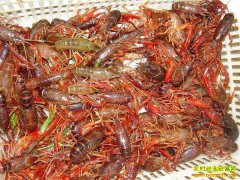 2019��9��18�պ����人��ɳ���г�С��Ϻ�۸�