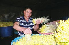 �Ĵ�������������ֲ��ѿ�����¸�