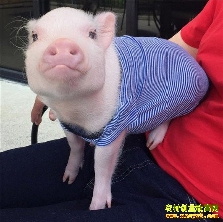 �й�������