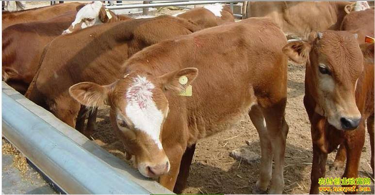 ţ��۸�Ϊ�Ρ����ղ��ˡ�