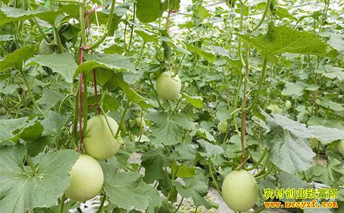 �����Ӱ����������������������