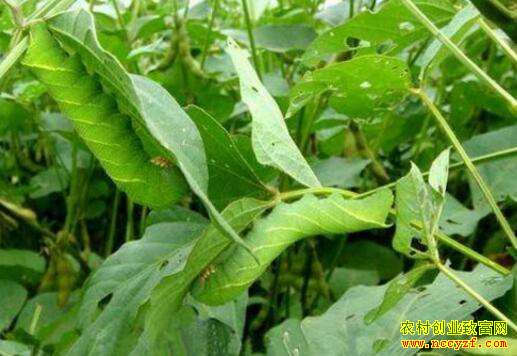 ����ʡ��������С��������Ч���