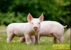 �����ٴ��µ������������������٣�����Ϊ�β��Ƿ���