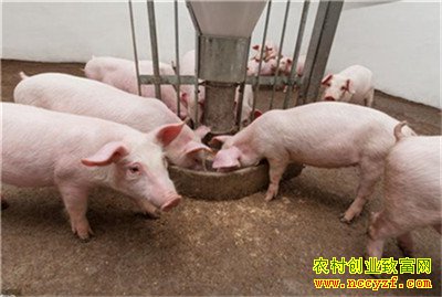 猪价预测来了!2020年下半年生猪价格或迎来向下拐点