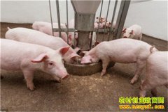 ����Ԥ�����ˣ�2020���°��������۸��ӭ�����¹յ�