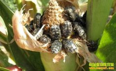 12�ֽո�����17000Ԫ��ɽ������֣�Ʋ���ֳ���ǻ����Ч���