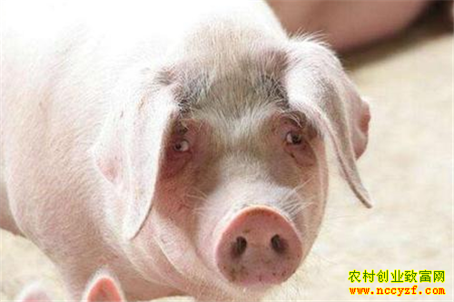 �������ƾ��ˣ��ٷ�˵����ȶ��������ˣ��Ҳ��ţ�