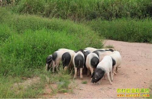 ��������ҩ�����Ƽ������������Ӽ���