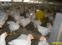 ���������⼦���⼦��ֳ��������Ҫ��