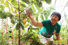 ɽ���������˿���ֲ��ʯ��Ч�治һ��