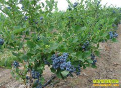 ��������ݮ�ֳ���Ч�棿ɽ��ƽ�����ɲ���ݮ��ֲ�¸���