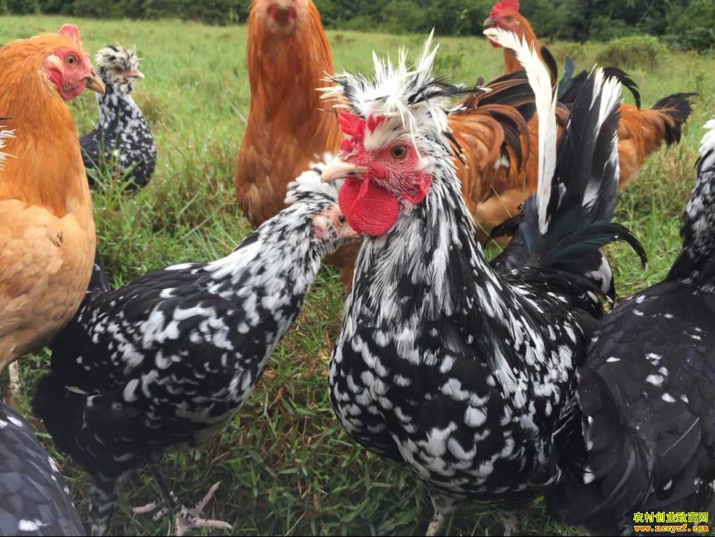 �������95������������ʽ���������ഴҵ���˻�����