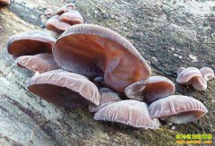 ɽ����Ұ���Ƚ��ľ�����궼���»���