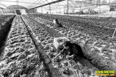 �����ϴ��ܴ�����ֲ�߸Ʋˣ��ֳ��á�Ǯ����