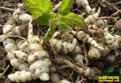 �������ڣ���ֲ��˿��һĶ����1.8��Ԫ