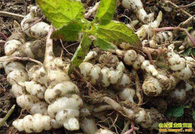 �������ڣ���ֲ��˿��һĶ����1.8��Ԫ 