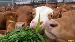 ţ��۸�ߣ���ţЧ��ã�Ϊ�β�����ֳ��ȴѡ���˳���