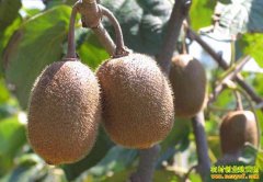 �Ĵ����ݺ��ǻ���⨺����Խ����ʿ�������ۼ۸�