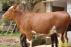 �����������ӣ���ֳ��ţǰ������