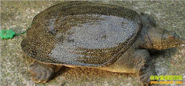 ũ�����ֳҵʲô��׬Ǯ���򵥽��ܼ����������˽��