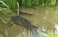 ���ϰ��������������ۺ�����ģʽ����ũ������