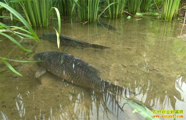 ���ϰ��������������ۺ�����ģʽ����ũ������