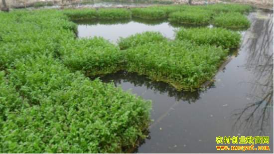 �ӱ���ˮ��ǿ�������ֲ�������