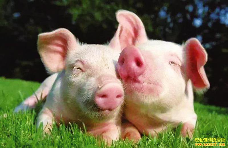 ������С��������ֳ��������ֳ��Ҫ��һ�£�