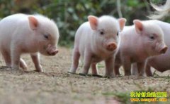 ���������������ɻ��ʣ�