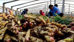 ɽ��Ϋ������ƽ�ֽ�������Ķ׬һ����