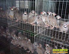 ����������ʤ����ֳ��������ʯ�������¸�·