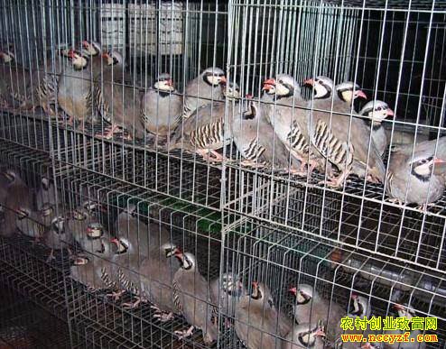 ����������ʤ����ֳ��������ʯ�������¸�·