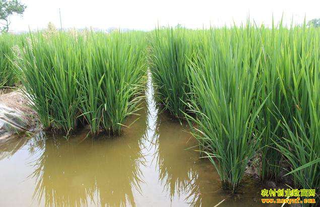 �Ĵ��Թ����������紴ҵ����������Ч���