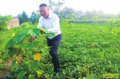 �Ĵ����ݣ���ͩ���������� һ������Ч���