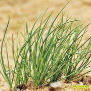 ������ɳ��Ч��ã�һ�����磬һ������5000Ԫ