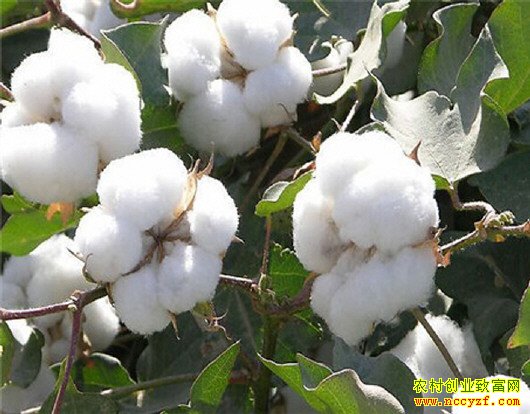 �޻��մ�������ء��������޻��г�