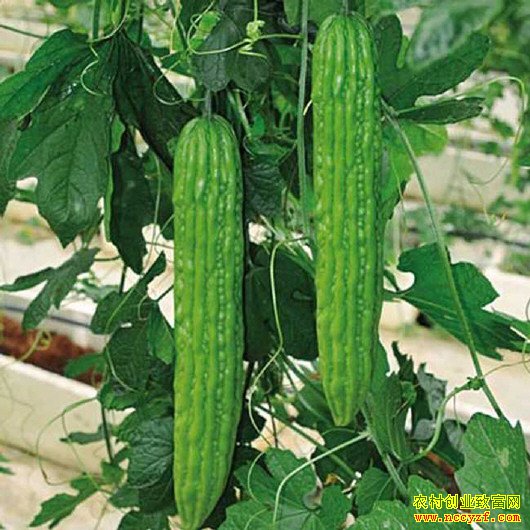 ��ݮ���ֿ��Ч���,�����ݮ�Ϳ�����ּ����̸���