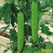 ��ݮ���ֿ��Ч���,�����ݮ�Ϳ�����ּ����̸���