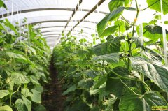 ������ֲ�߲˹Ϲ���������������ƾɶ����׬100��