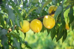 ������ɽ��������˸�ά����ֲ�������ֳ��¸�·