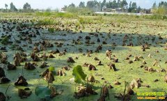 ��á������ˡ� �Ĵ��������˴���������ź׬�û�