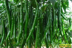 ������ֲ����׬Ǯ��