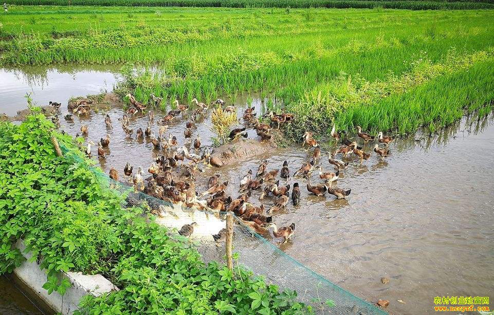 �Ĵ����ݳ���Ԫ���紴ҵɽ������Ѽ�յ�Ҳ����