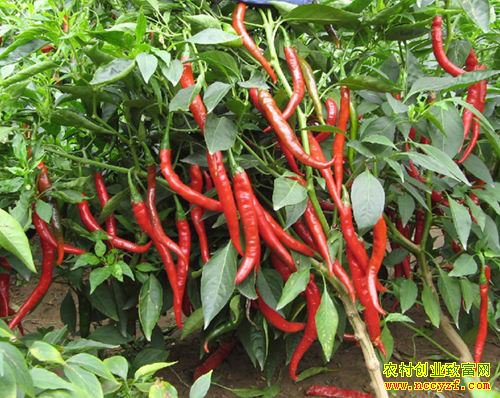 �����۸�������������� ������ҵ�ܹ�ע