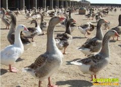 �Ĵ��������������ֳ�����׬Ǯ������