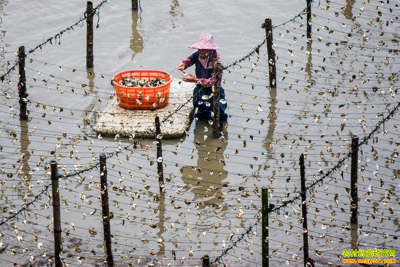 2020����ֳҵʲô��׬Ǯ���Ƽ�4����ֳ��Ŀĵ����ֳ